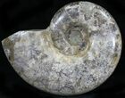 Polished Ammonite (Anapuzosia?) Fossil - Madagascar #29849-1